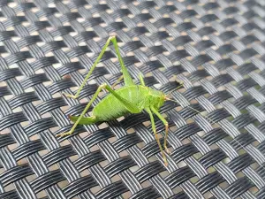 Annelies 03 Sprinkhaan in The Matrix